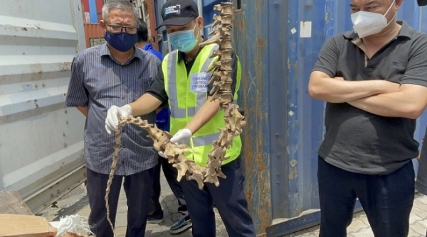 Hải quan TP. Hồ Chí Minh phát hiện lô hàng động vật nghi nhập lậu