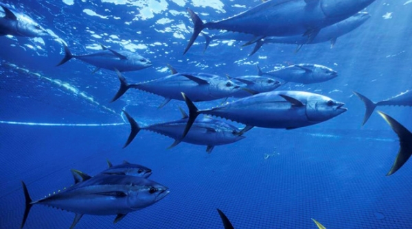 Xuất khẩu cá ngừ: Điểm sáng của xuất khẩu thủy sản Việt Nam