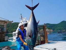Xuất khẩu cá ngừ của Việt Nam thu về gần 808 triệu USD trong 09 tháng đầu năm
