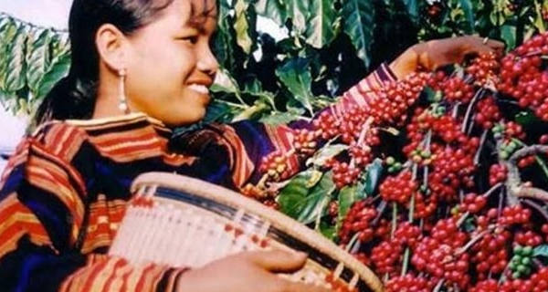 Xây dựng Buôn Ma Thuột trở thành “thủ phủ” thương hiệu cà phê