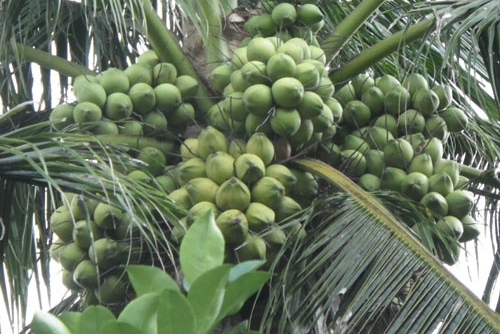 “Đánh thức” tiềm năng cây dừa để thêm sản phẩm tỷ USD