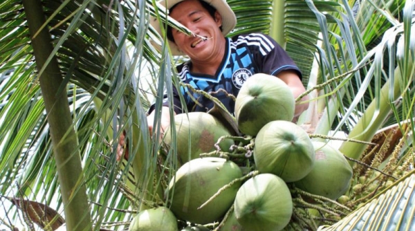 Trà Vinh nâng cấp chuỗi giá trị dừa đạt chuẩn VietGAP