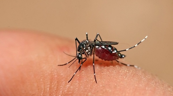 Bộ Y tế tiếp tục yêu cầu quyết liệt phòng chống sốt xuất huyết