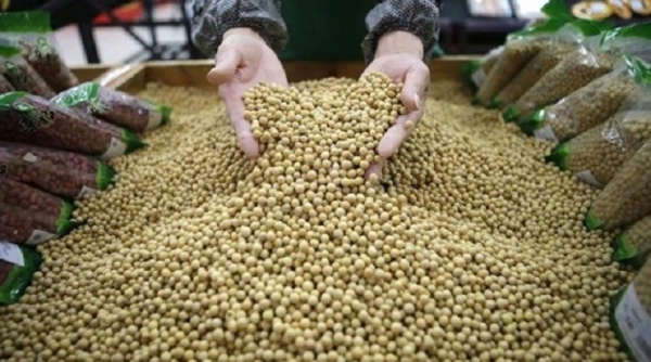 Brazil và Mỹ là 2 thị trường chủ yếu cung cấp đậu tương cho Việt Nam