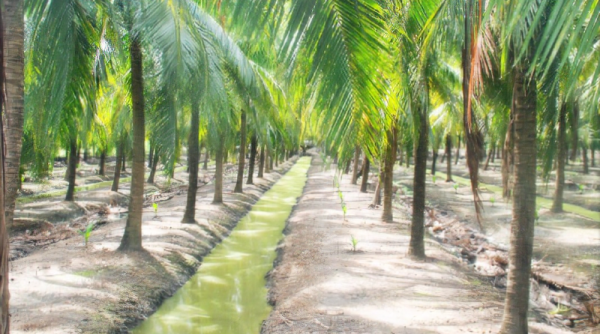 Trà Vinh: Mô hình trồng dừa hữu cơ cho hiệu quả bền vững