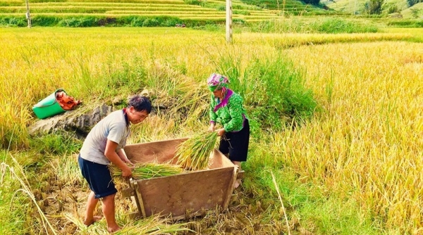 Lai Châu: Mục tiêu đưa gạo Séng Cù thơm dẻo lên chuẩn OCOP 5 SAO