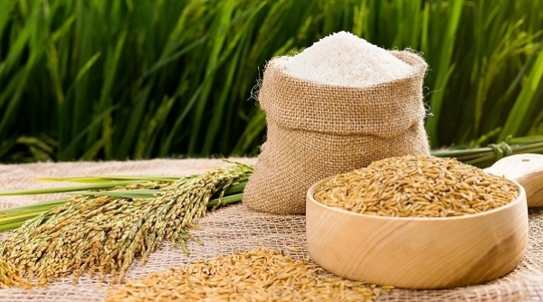 Giá lúa gạo hôm nay 08/07/2022: Giá lúa tươi tăng nhẹ 50 đồng/kg