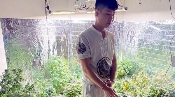 Quảng Ninh bắt khẩn cấp đối tượng bán cần sa tự trồng