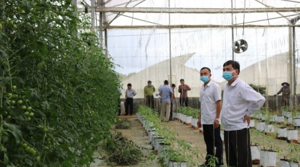 Kon Tum dự báo sẽ hình thành được 12 vùng nông nghiệp ứng dụng công nghệ cao