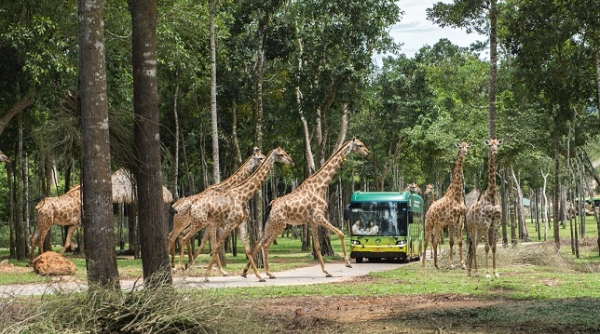 Gặp gỡ “người hùng thầm lặng” tại Vinpearl Safari Phú Quốc