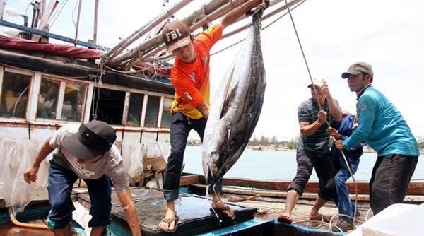 Xuất khẩu cá ngừ năm 2022 dự kiến đạt trên 1 tỷ USD