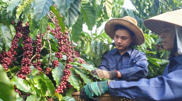 Châu Phi là thị trường tiềm năng cho cà phê Việt Nam
