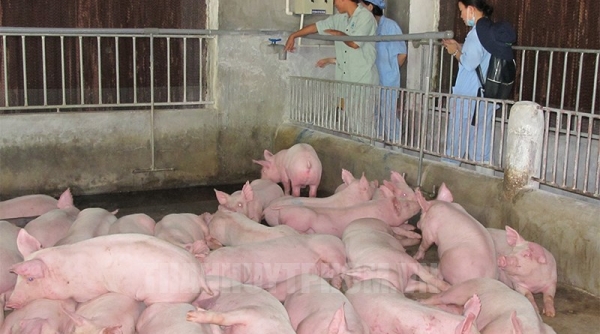 TP. Hồ Chí Minh phấn đấu trở thành trung tâm sản xuất con giống cho các tỉnh và khu vực 