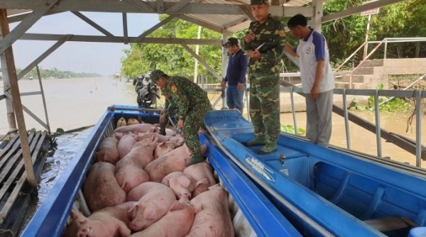 Bộ NN&PTNT yêu cầu ngăn chặn, xử lý việc vận chuyển lợn qua biên giới