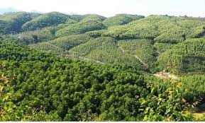 Kon Tum tận dụng lâm sản trên diện tích đất rừng và đất lâm nghiệp đã chuyển đổi mục đích sử dụng