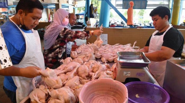 Nguồn cung ổn định, Malaysia cho phép xuất khẩu thịt gà trở lại