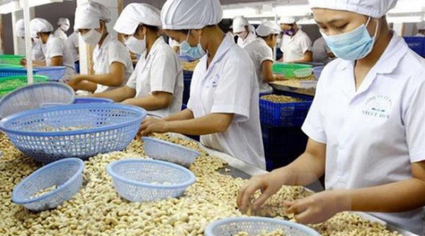Dự báo xuất khẩu hạt điều của Việt Nam trong các tháng cuối năm 2022 sẽ vẫn gặp khó khăn