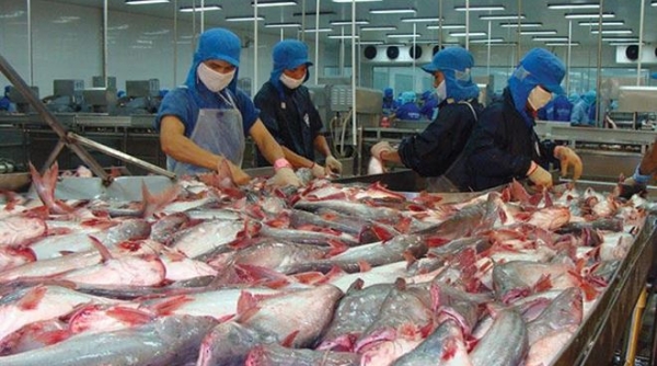 Tin vui: Cá tra Việt Nam đang chi phối 95% nguồn cá thịt trắng toàn cầu