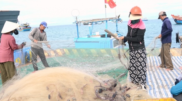 Ngư dân huyện đảo Lý Sơn được mùa cá cơm