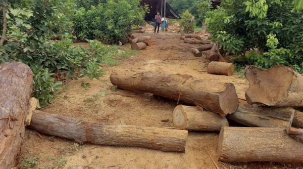 Phát hiện 100 lóng gỗ nghi nhập lậu tại một nhà xưởng ở biên giới