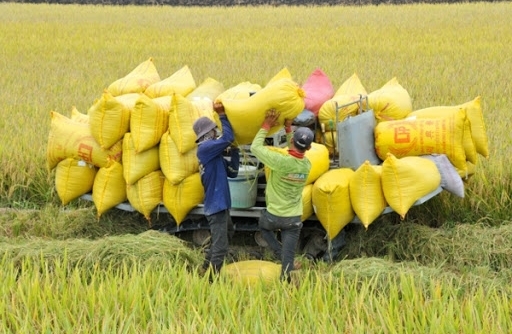 Xuất khẩu gạo hoàn toàn có thể “cán đích” 6,3 triệu tấn