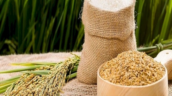 Chính phủ hỗ trợ gạo cho 02 tỉnh trong thời gian giáp hạt năm 2022