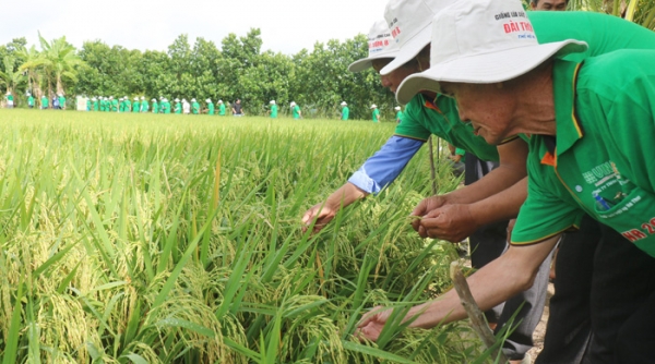Đồng Tháp phấn đấu nâng cao lợi nhuận từ 35 - 40% cho người trồng lúa