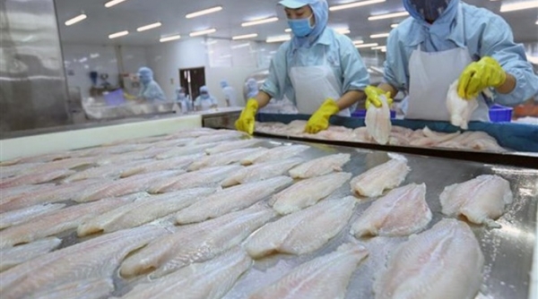Xuất khẩu cá tra 08 tháng đạt gần 1,8 tỷ USD, tăng gần 81%