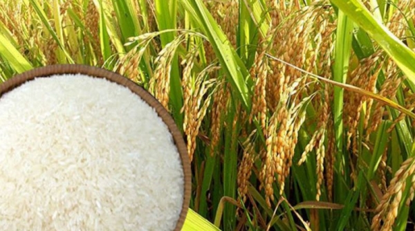 Giá chào bán gạo xuất khẩu tăng mạnh trên thị trường thế giới