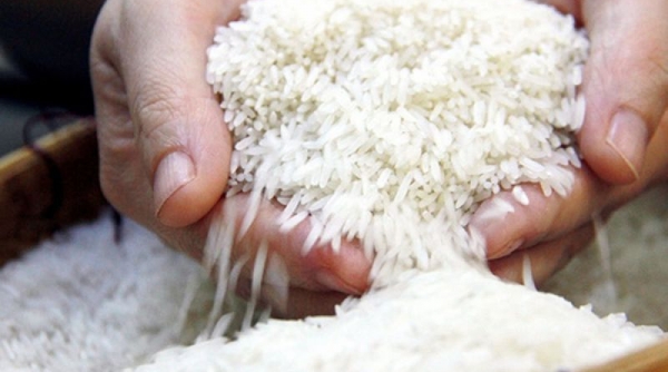 Giá chào bán gạo xuất khẩu duy trì ổn định sau phiên điều chỉnh tăng