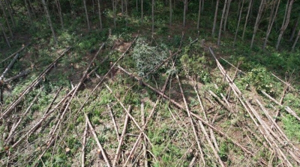 Lợi dụng mưa bão, lâm tặc cưa hạ hàng trăm cây thông 20 năm tuổi ở Lâm Đồng