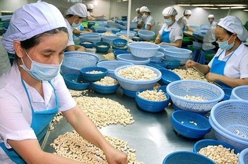 Việt Nam thu về hơn 2,2 tỷ USD từ xuất khẩu hạt điều