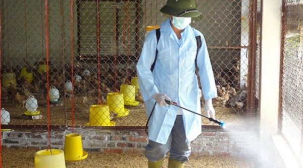 Thanh Hoá phân bổ hoá chất sát trùng để phòng chống bệnh trên đàn gia súc, gia cầm