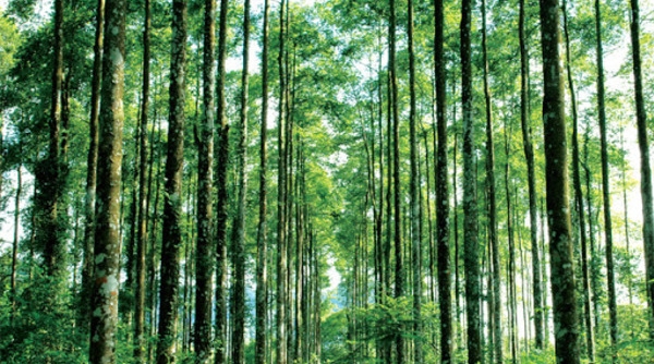 Hơn 20 nghìn ha rừng tại Thanh Hoá được cấp chứng chỉ FSC