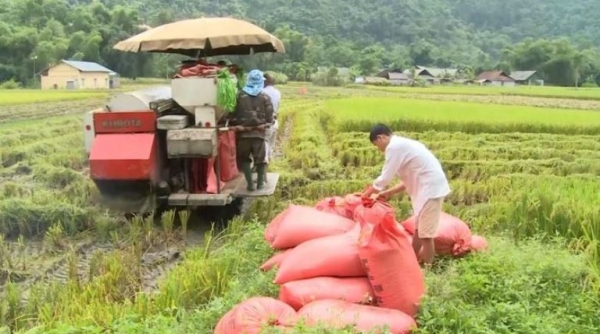 Hôm nay, ngày 03/11: Giá gạo tiếp tục tăng