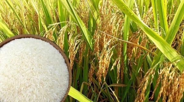 Lý do giá lúa gạo neo ở mức cao