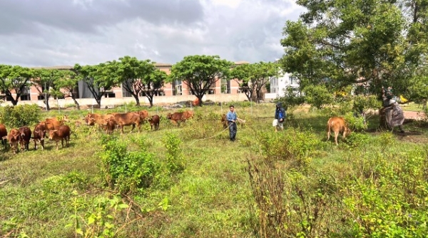 Phường Hòa Hiệp Nam, quận Liên Chiểu ra quân xử lý tình trạng bò thả rông
