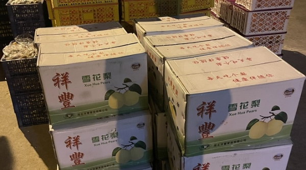 Phát hiện lái xe vận chuyển gần 600kg hoa quả không rõ nguồn gốc đi tiêu thụ tại Quảng Ninh