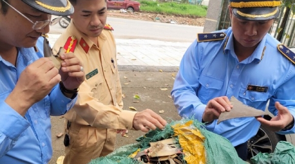 Phát hiện 30kg vây cá mập sấy khô không rõ nguồn gốc tại Quảng Ninh