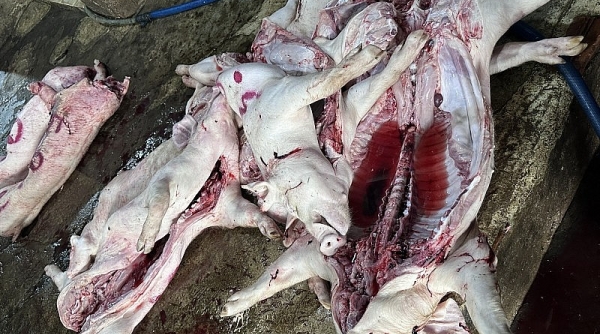 Phát hiện cơ sở thu mua lợn chết về giết mổ rồi bán ra thị trường