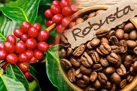 Cà phê Robusta Việt Nam giữ vững vị trí số 1 triên thế giới