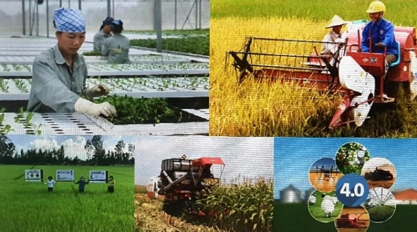 Tập trung nguồn vốn vào các lĩnh vực nông nghiệp, nông thôn