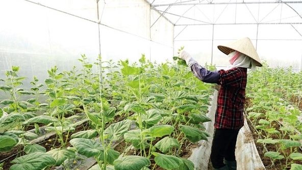 Huyện Lương Tài: Giá trị sản xuất nông nghiệp ước đạt hơn 1.900 tỷ đồng