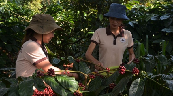 Kim ngạch xuất khẩu cà phê của tỉnh Đắk Lắk đạt 798 triệu USD