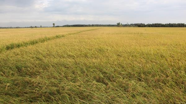 Tổng sản lượng lúa của tỉnh Long An năm 2022 đạt trên 2,8 triệu tấn