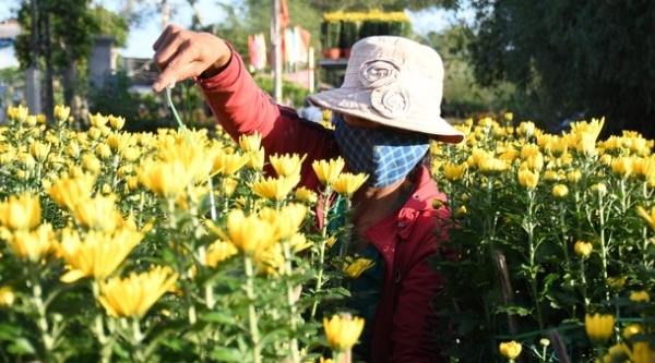 Quảng Ngãi: Thủ phủ hoa cúc Tết lớn nhất miền Trung được công nhận nhãn hiệu "Hoa Nghĩa Hiệp"