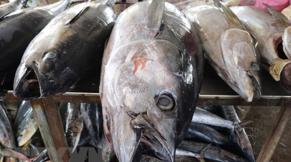 Cá ngừ trở thành ngành hàng giá trị tỷ USD