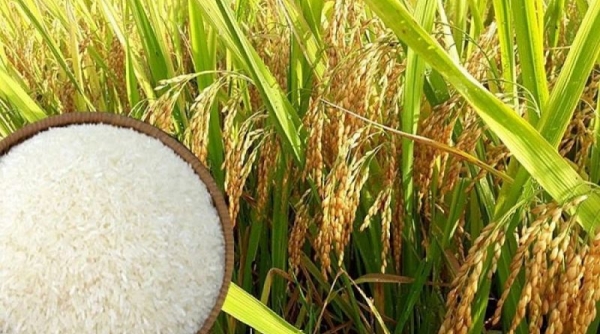Giá lúa gạo hôm nay 27/01, tăng 200 đồng/kg