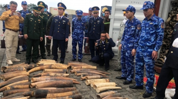 Hải quan Hải Phòng bắt giữ gần 500 kg ngà voi nhập khẩu trái phép từ châu Phi