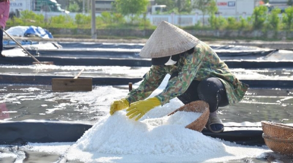 Giá muối ở Quảng Ngãi tăng kỷ lục, diêm dân không còn muối để bán
